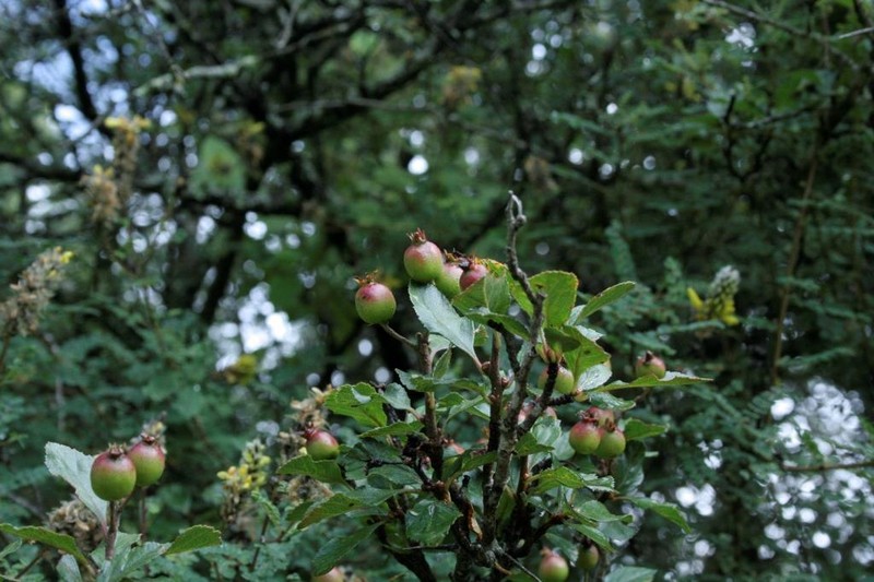 Crataegus rosei photo 4