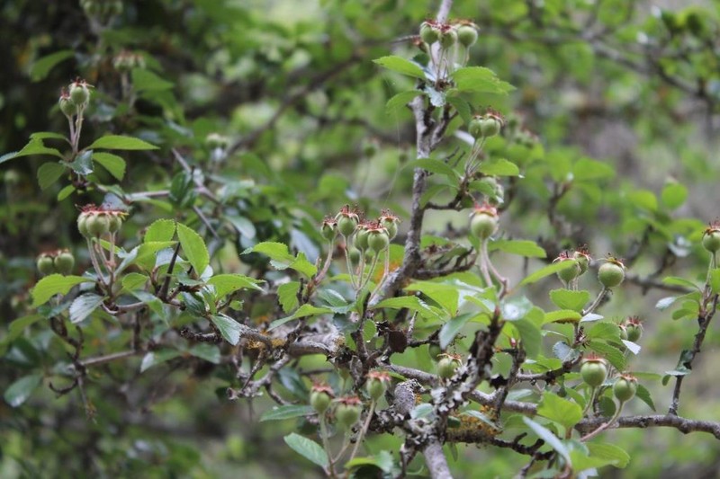 Crataegus rosei photo 5