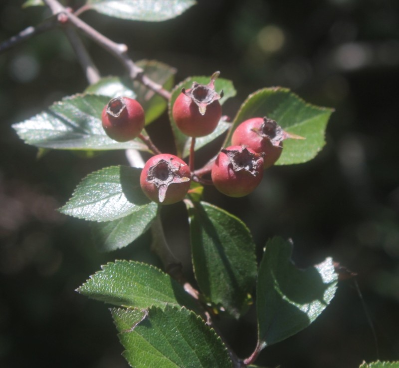 Crataegus rosei photo 6