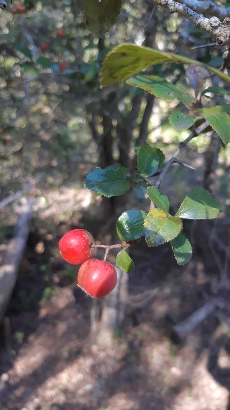 Crataegus rosei photo 7