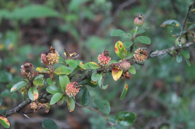 Crataegus rosei photo 8