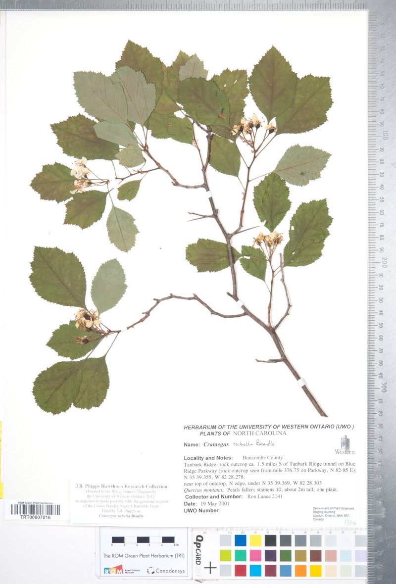 Crataegus rubella