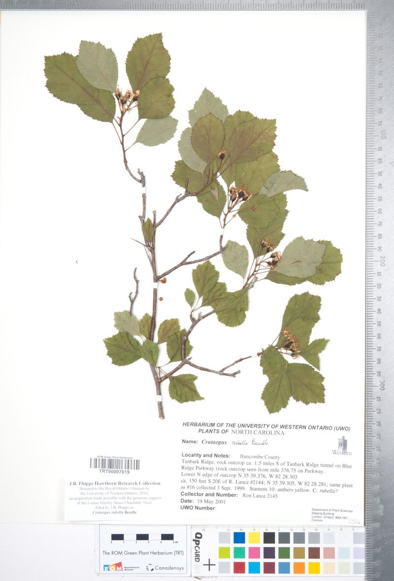 Crataegus rubella photo 2