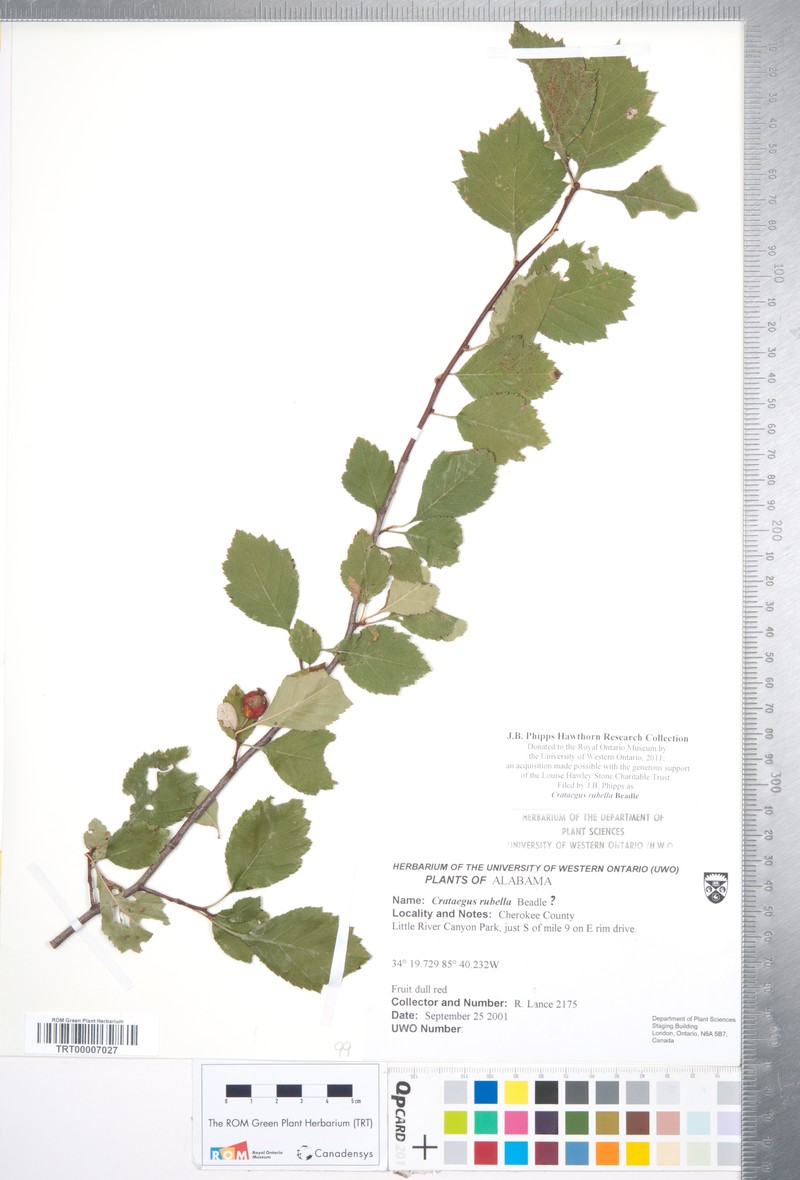 Crataegus rubella photo 3