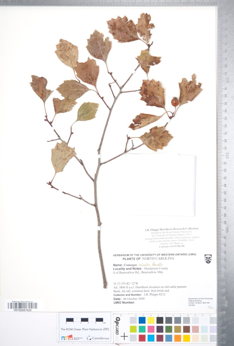 Crataegus rubella photo 4