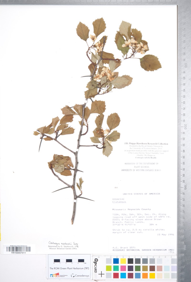 Crataegus rubella photo 5