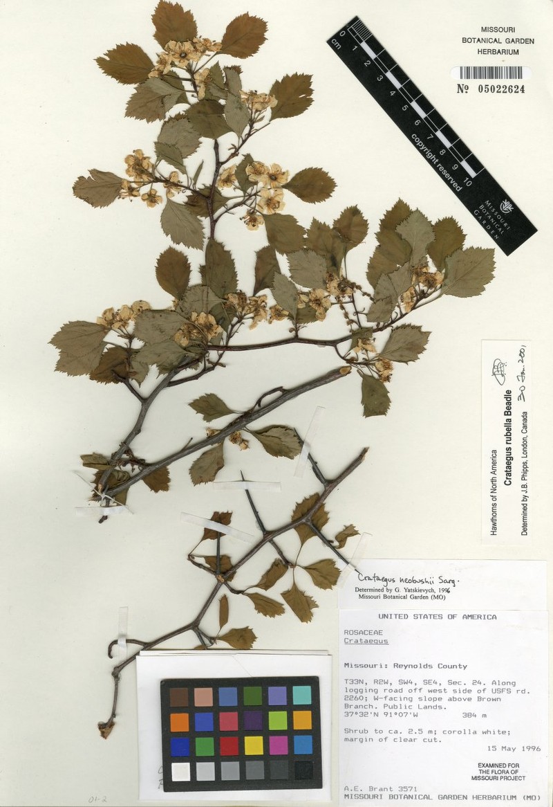 Crataegus rubella photo 6