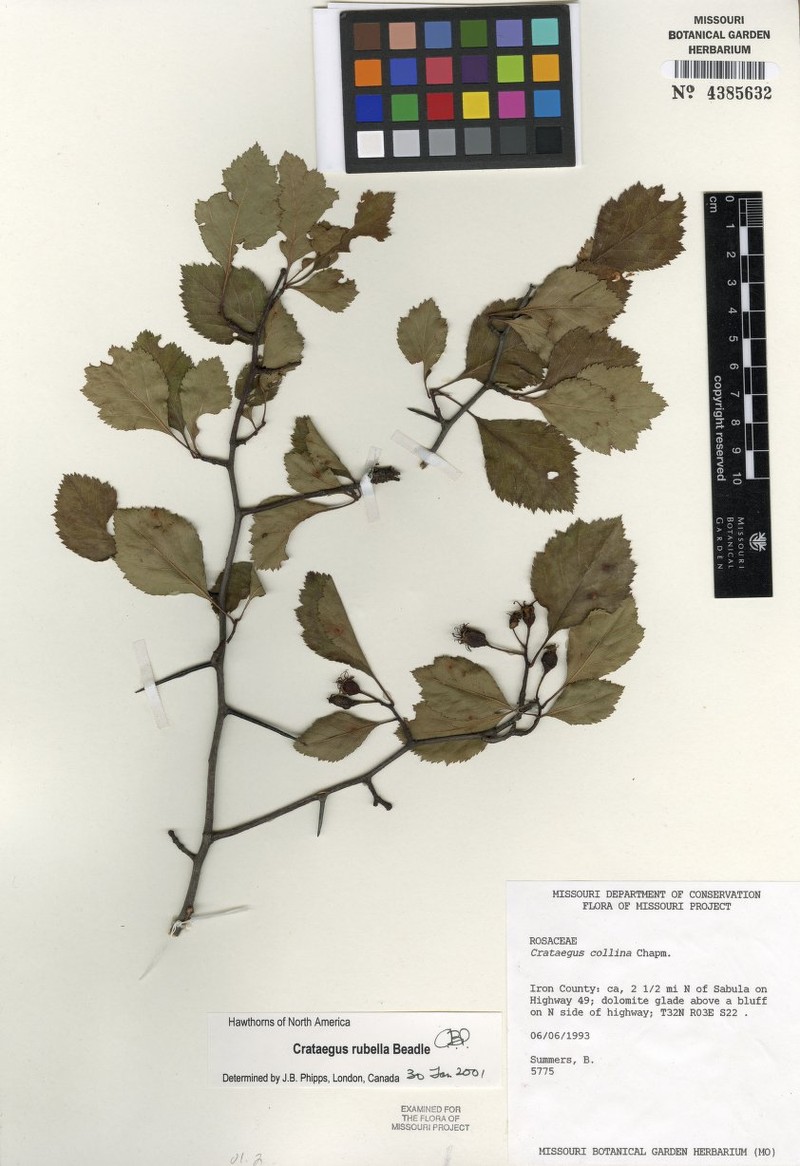 Crataegus rubella photo 7