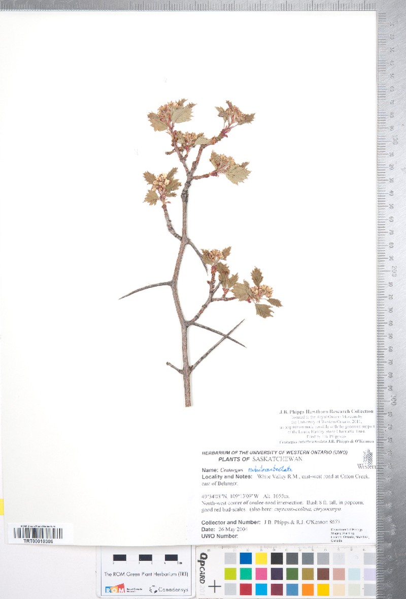 Crataegus rubribracteolata photo 2