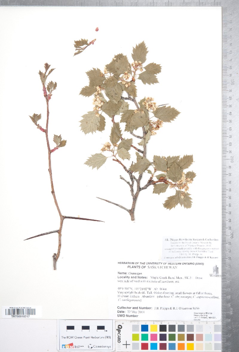 Crataegus rubribracteolata photo 3