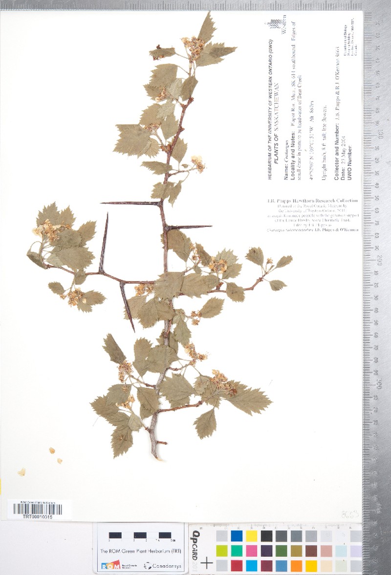 Crataegus rubribracteolata photo 4