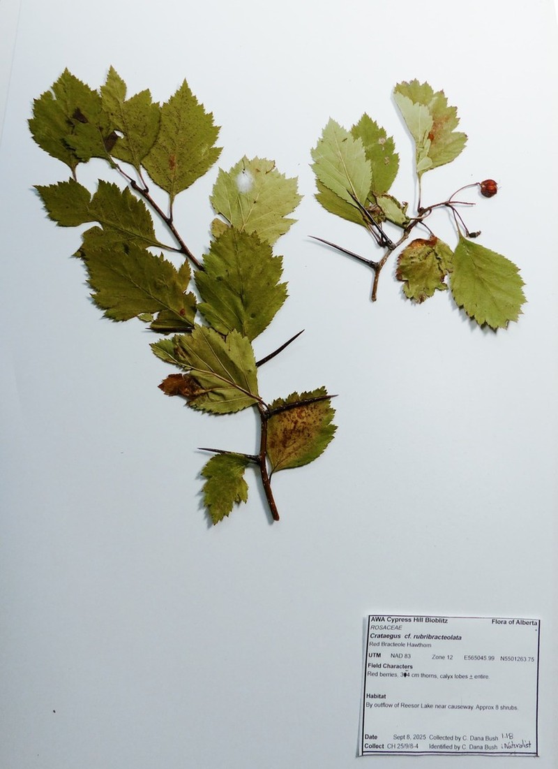 Crataegus rubribracteolata