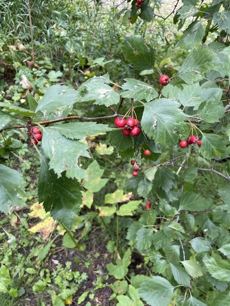 Crataegus rubribracteolata photo 5
