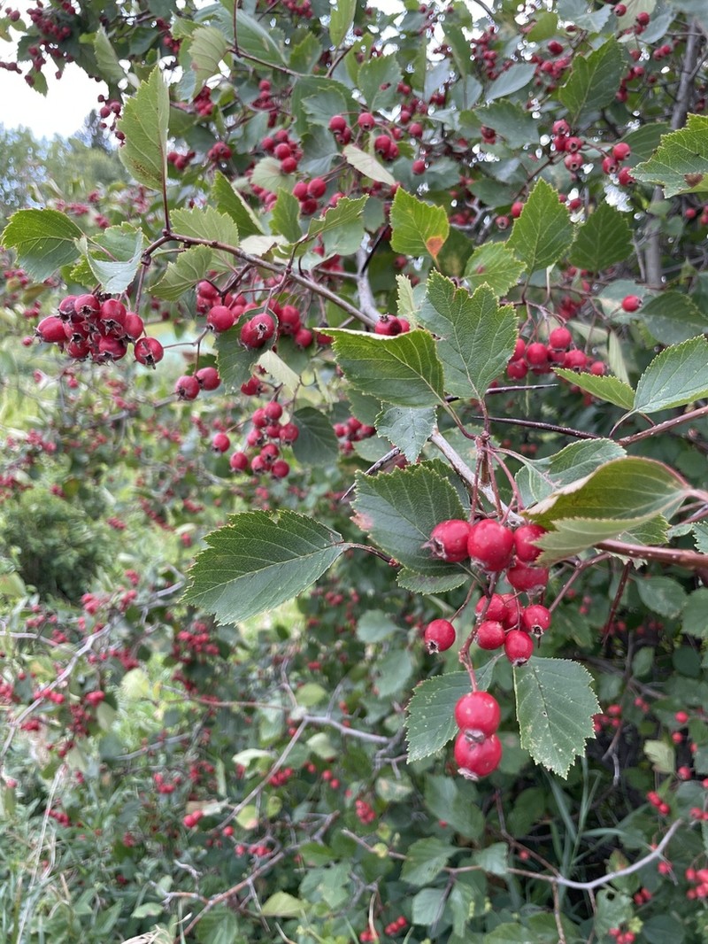 Crataegus rubribracteolata photo 6