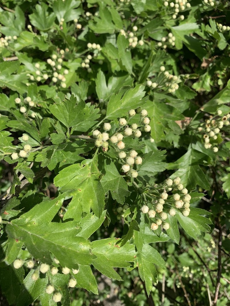 Crataegus sakranensis
