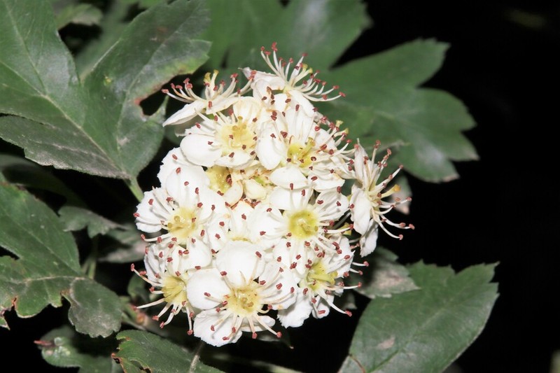 Crataegus sakranensis photo 2
