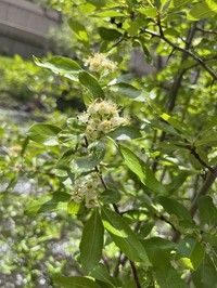 Willow Hawthorn