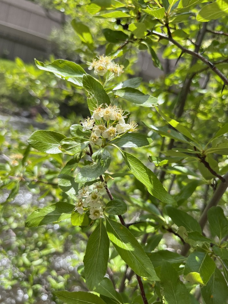 Willow Hawthorn
