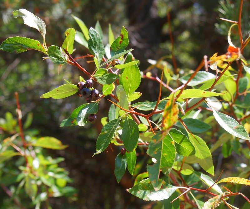 Willow Hawthorn photo 3
