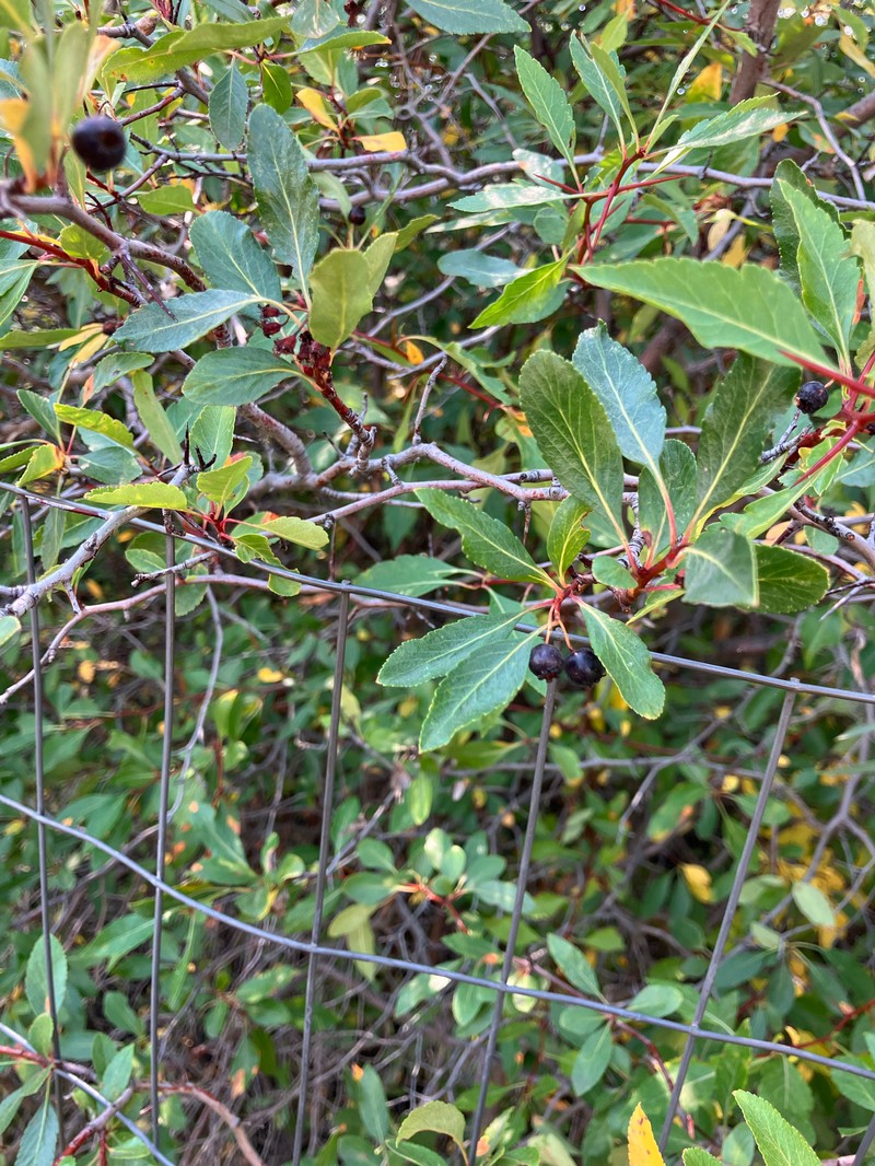 Willow Hawthorn photo 6