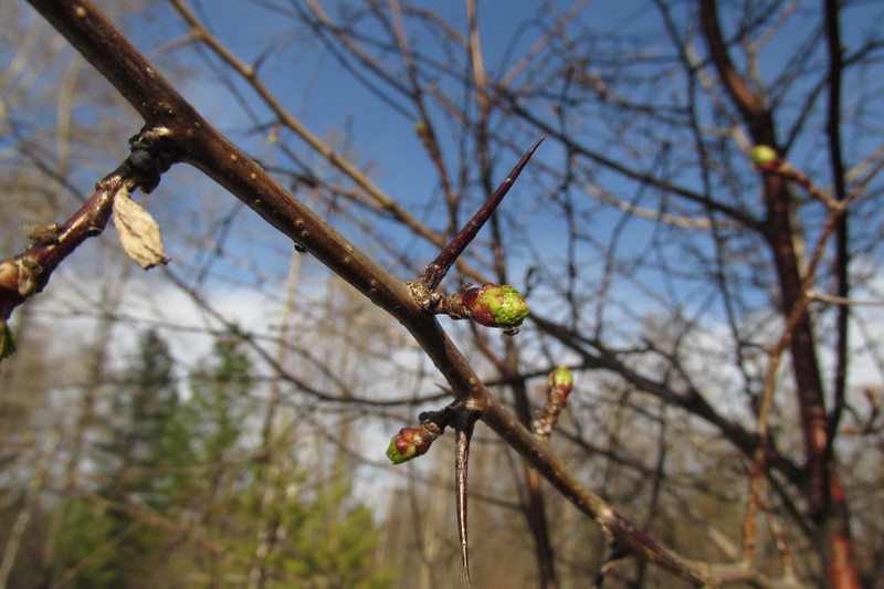Crataegus sanguinea photo 2