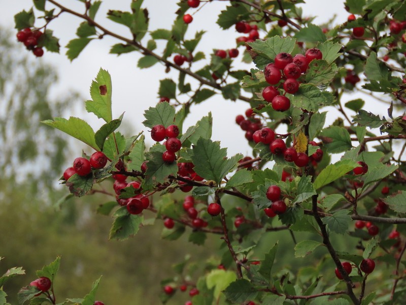 Crataegus sanguinea photo 3