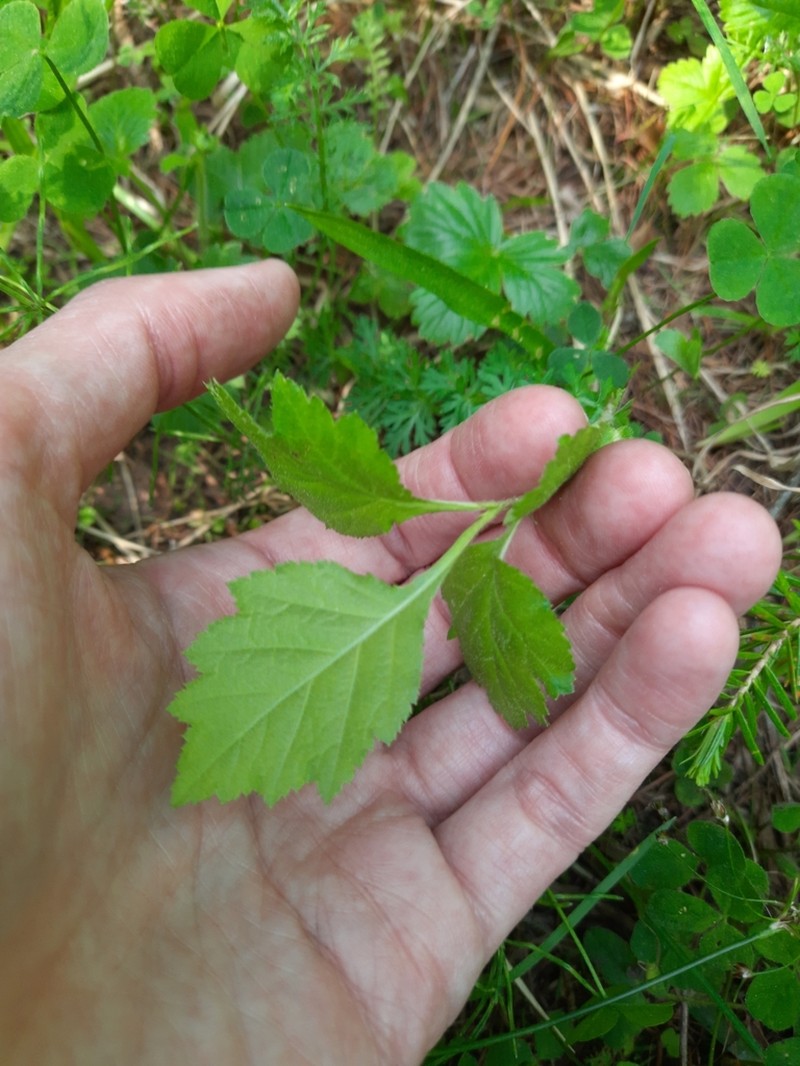 Crataegus sanguinea photo 5