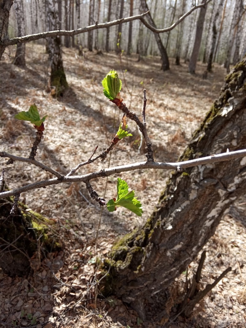 Crataegus sanguinea photo 6