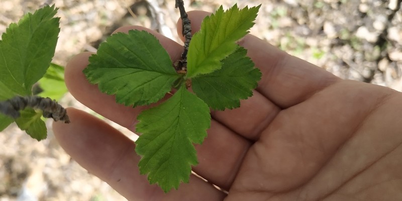 Crataegus sanguinea photo 7