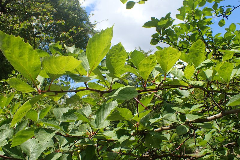 Crataegus sanguinea