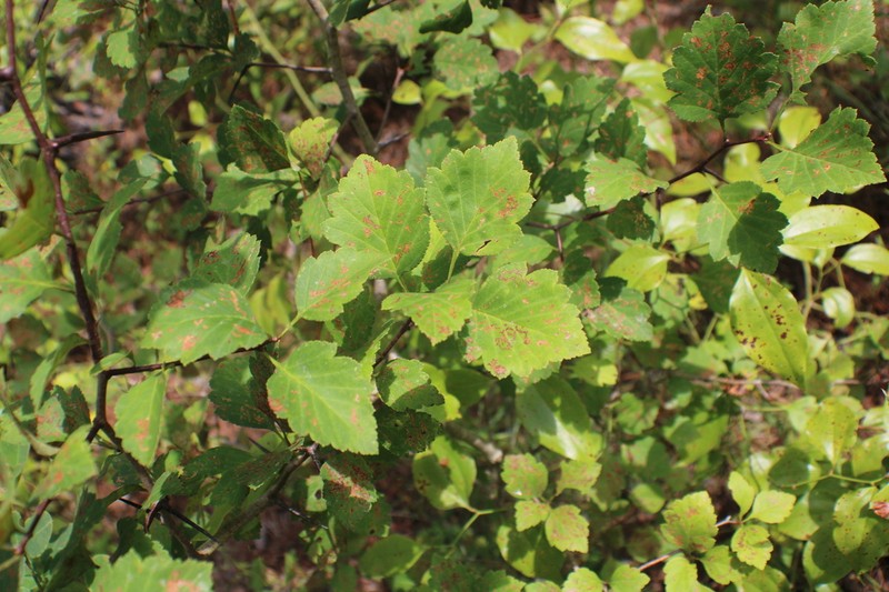 Sargent's Hawthorn photo 3