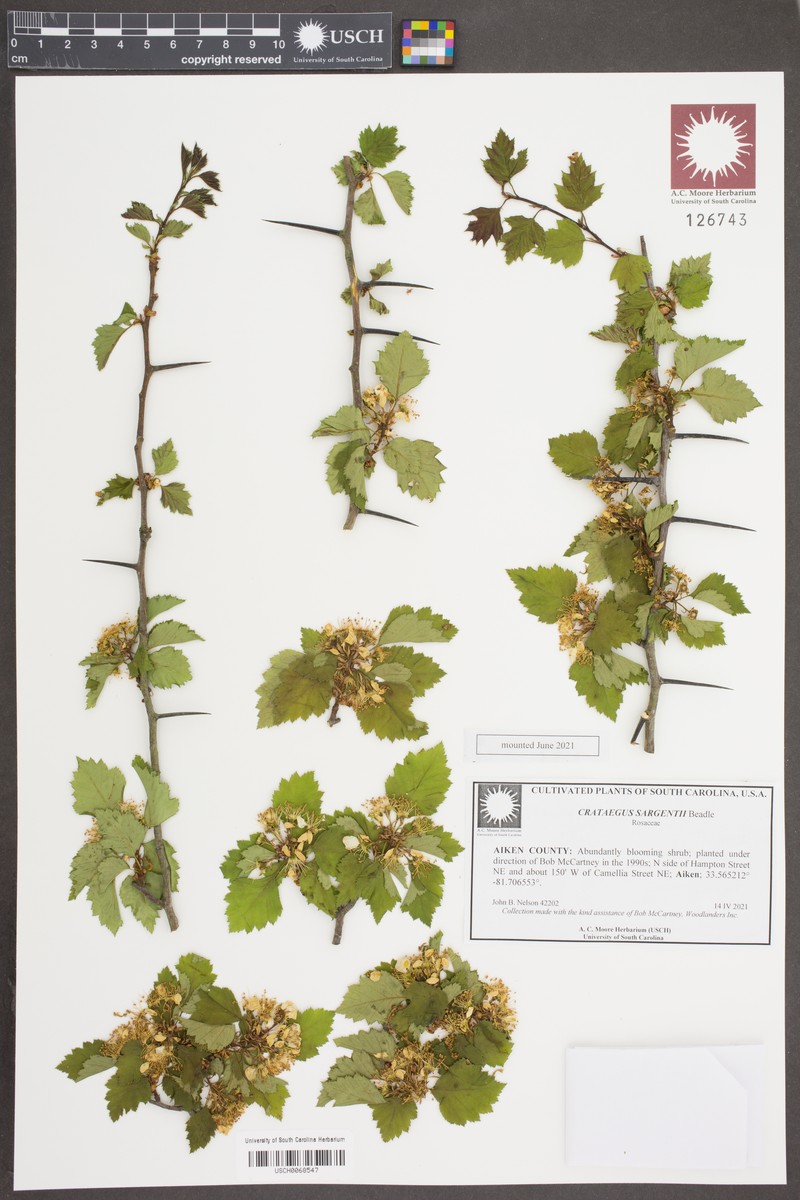 Sargent's Hawthorn photo 4