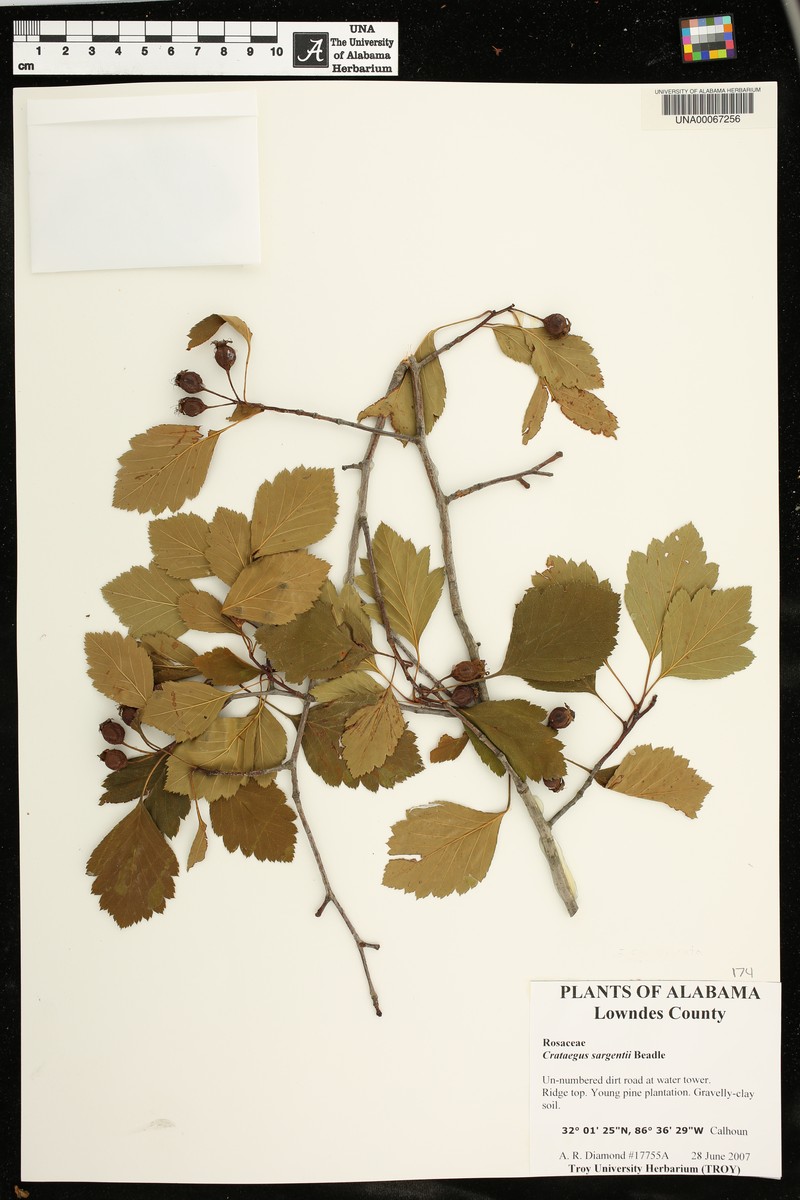 Sargent's Hawthorn photo 5