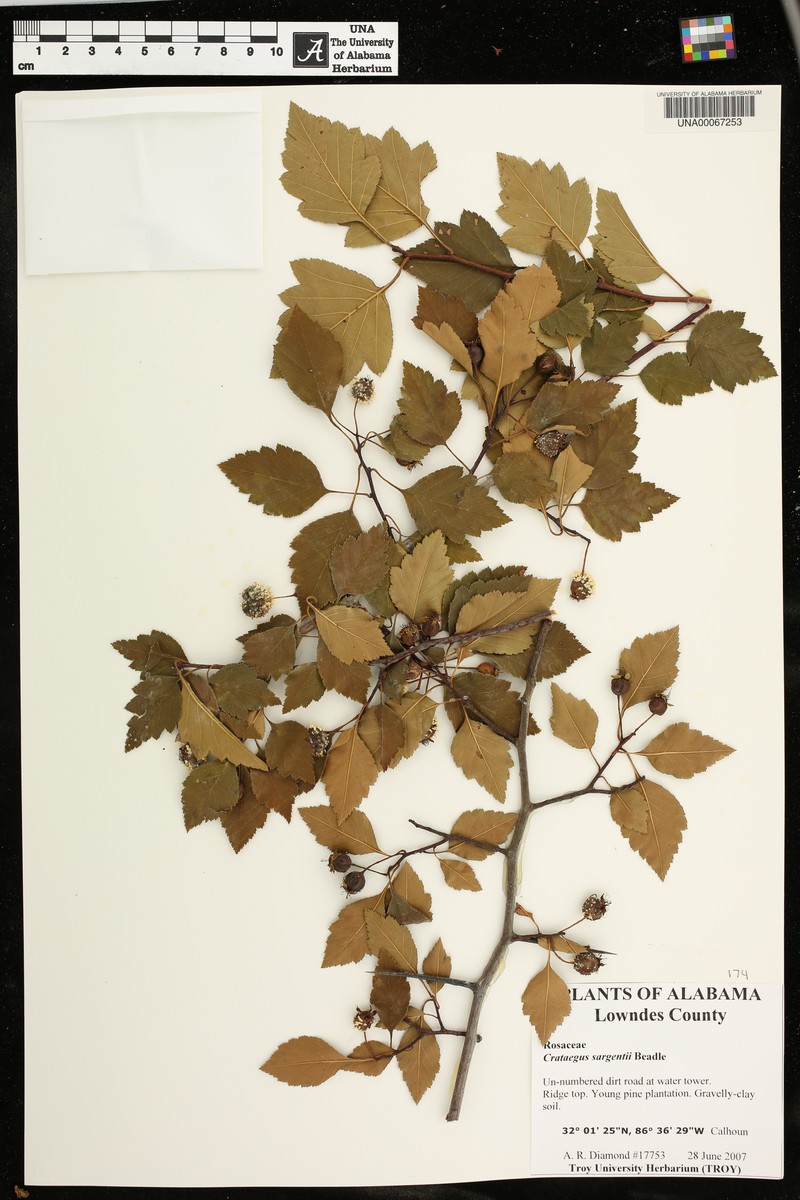 Sargent's Hawthorn photo 6