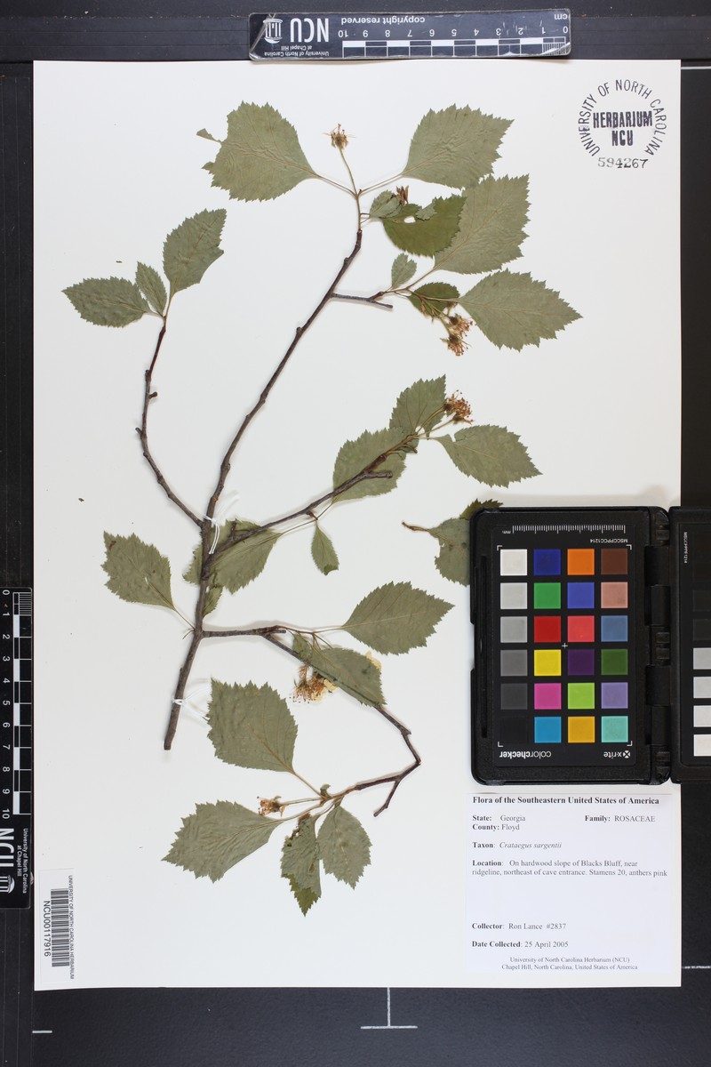 Sargent's Hawthorn photo 7