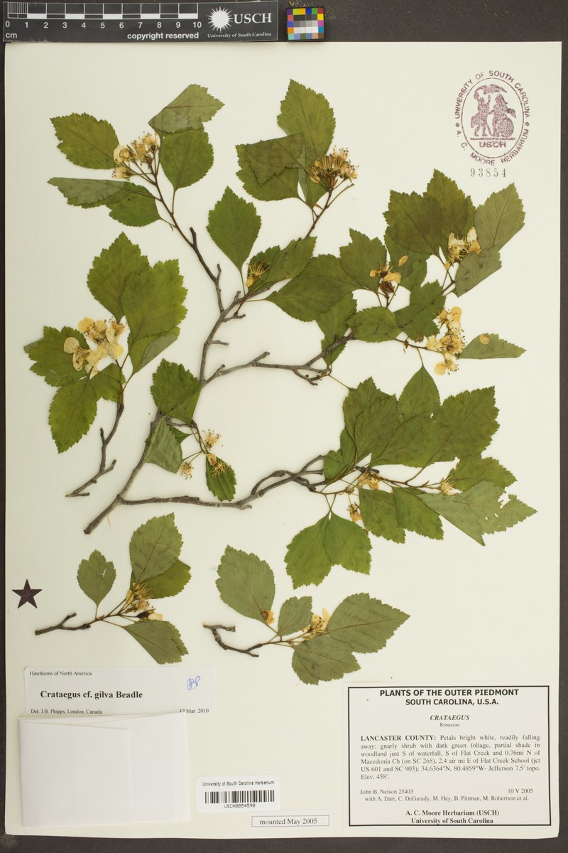 Sargent's Hawthorn photo 8