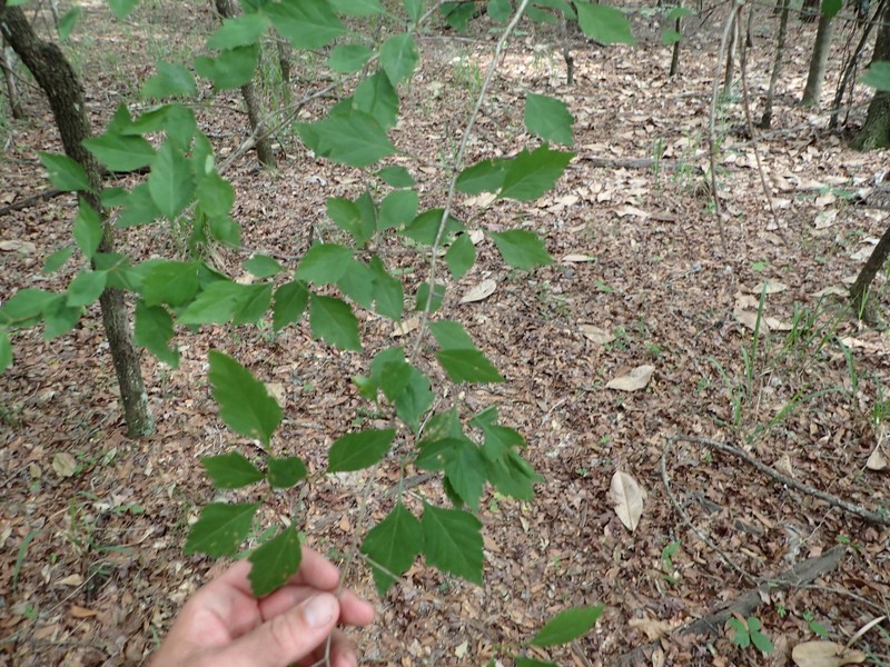 Sargent's Hawthorn photo 2