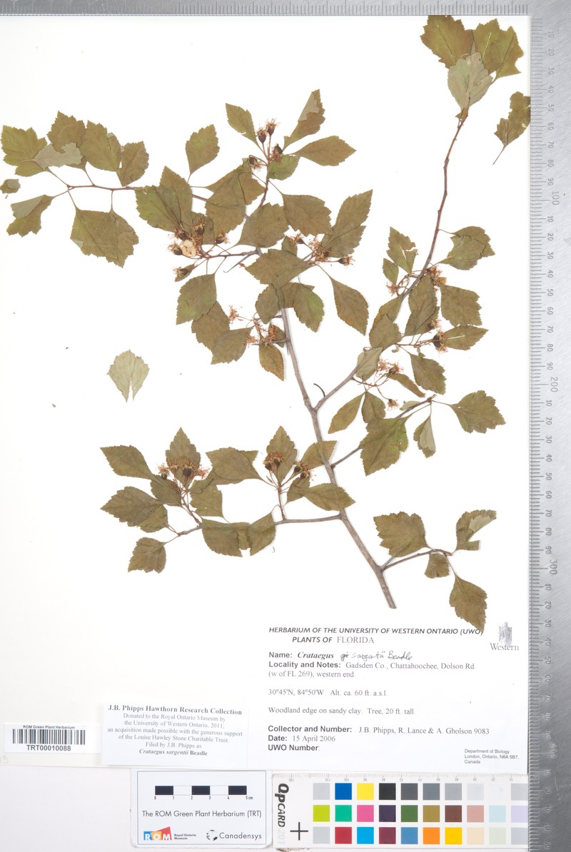 Sargent's Hawthorn photo 3