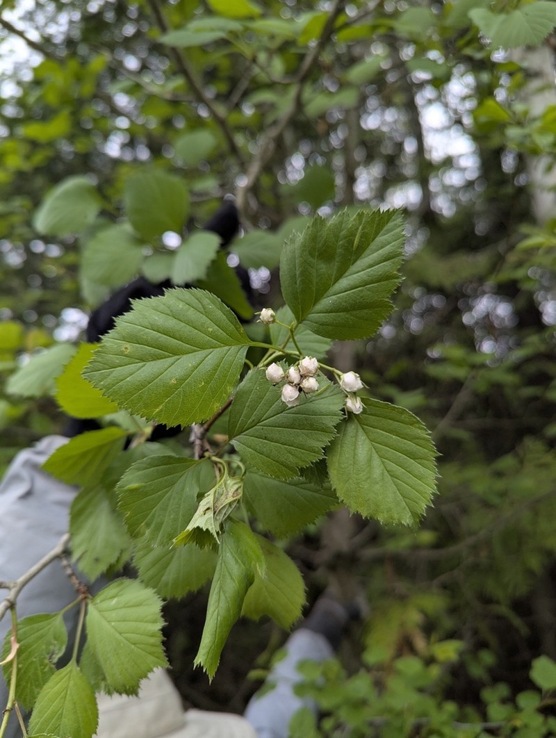 Rough Hawthorn