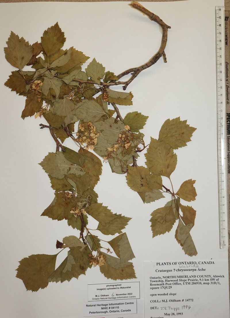 Rough Hawthorn photo 2
