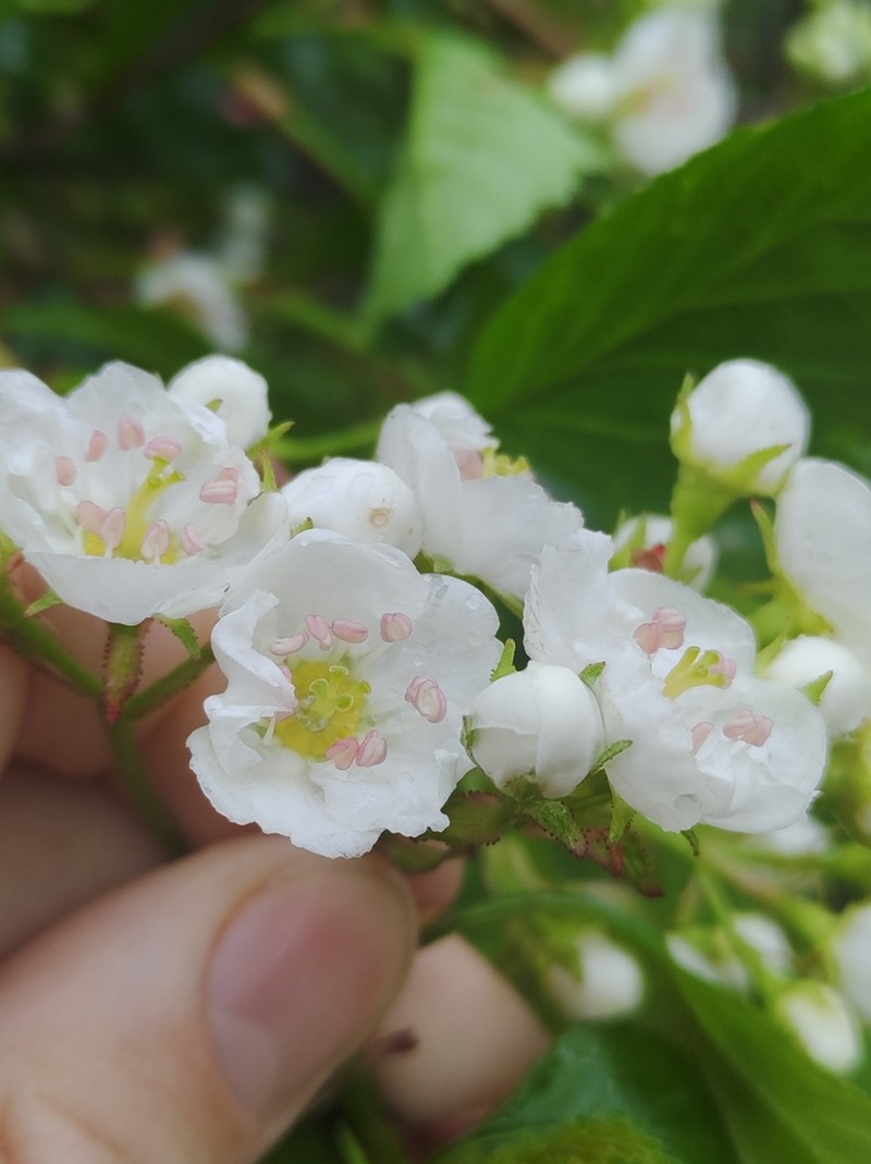 Rough Hawthorn photo 3