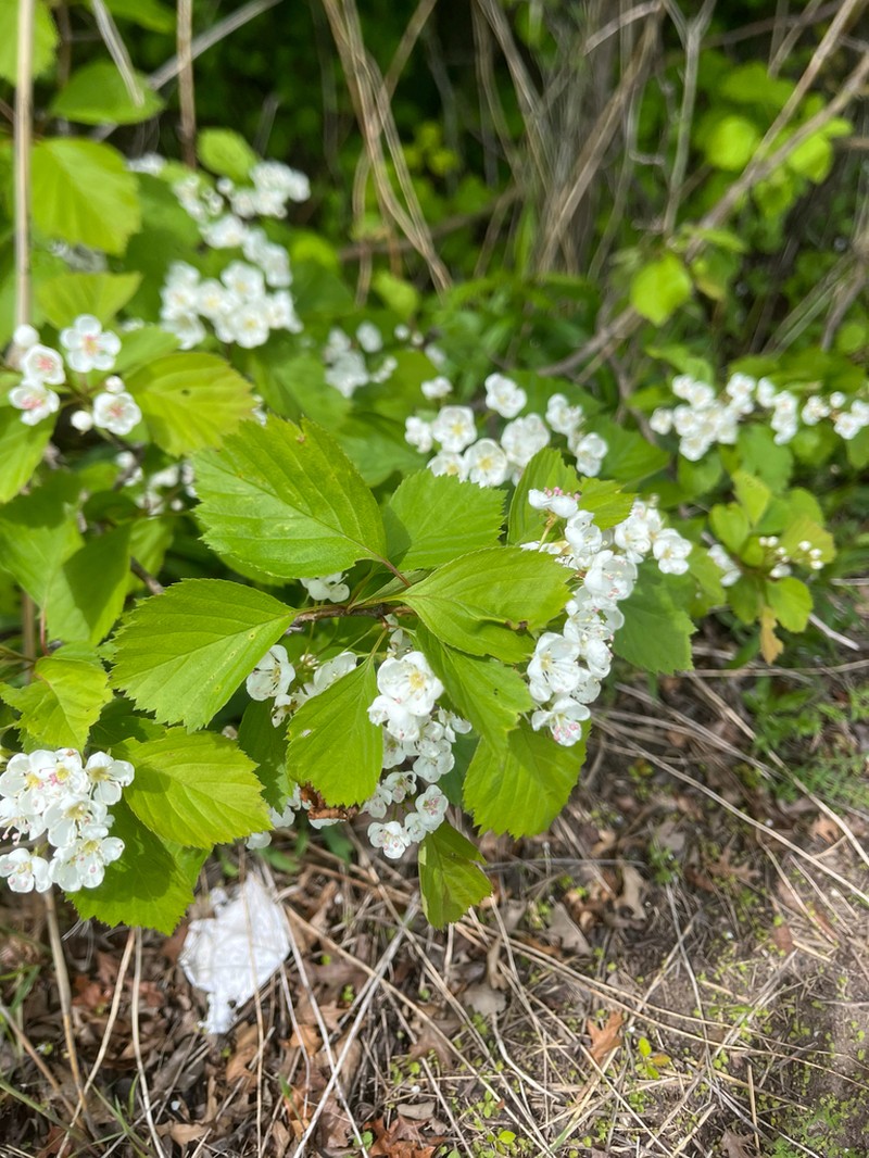 Rough Hawthorn photo 4