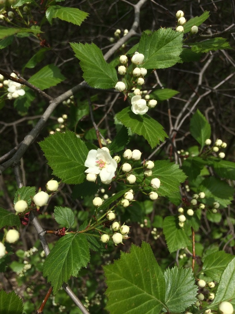 Rough Hawthorn photo 5