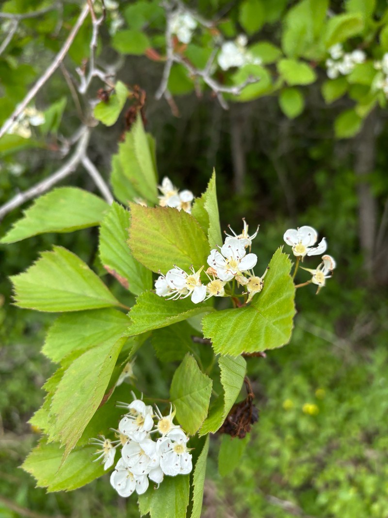 Rough Hawthorn photo 7