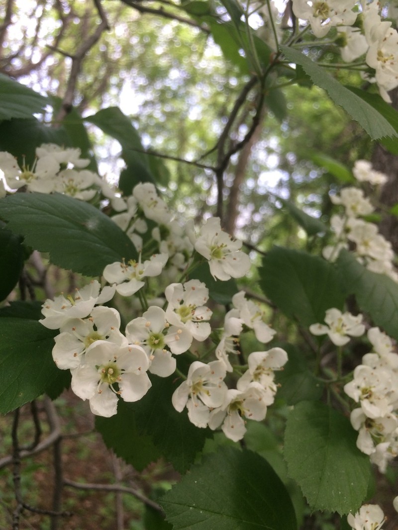 Rough Hawthorn photo 8