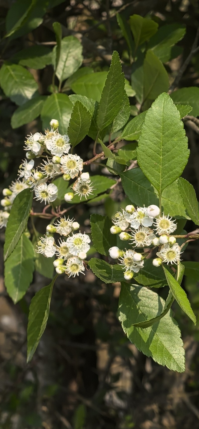 Crataegus scabrifolia photo 2
