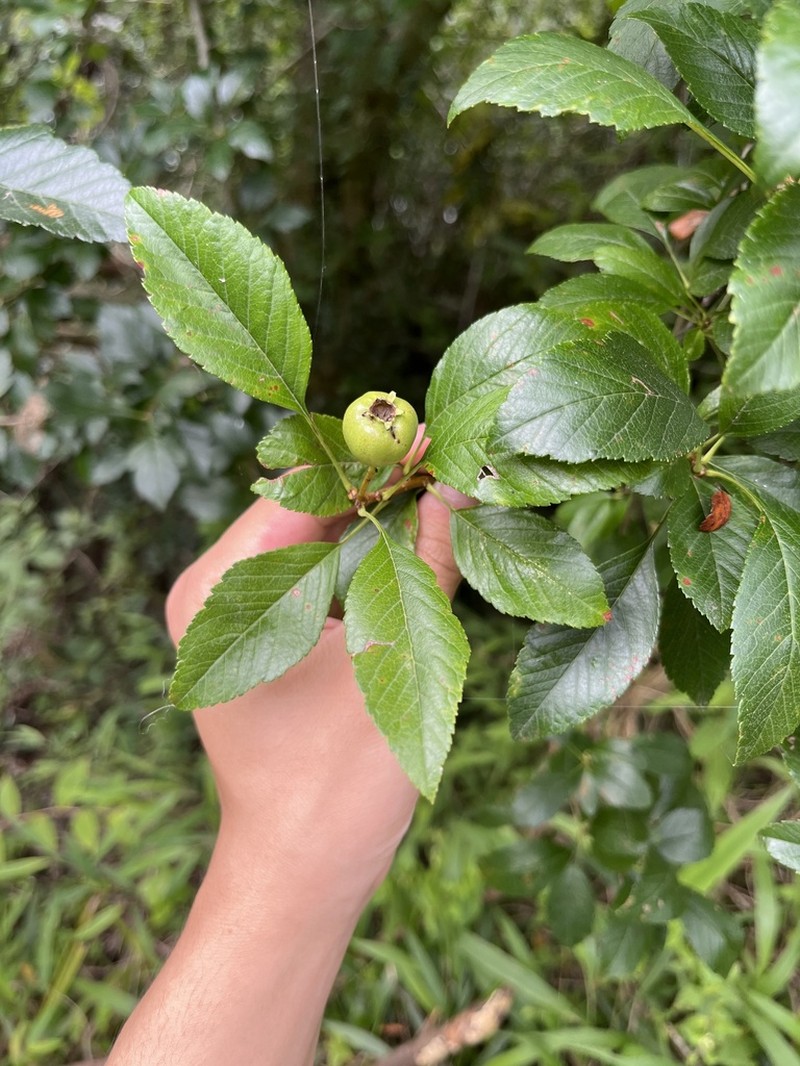 Crataegus scabrifolia photo 3