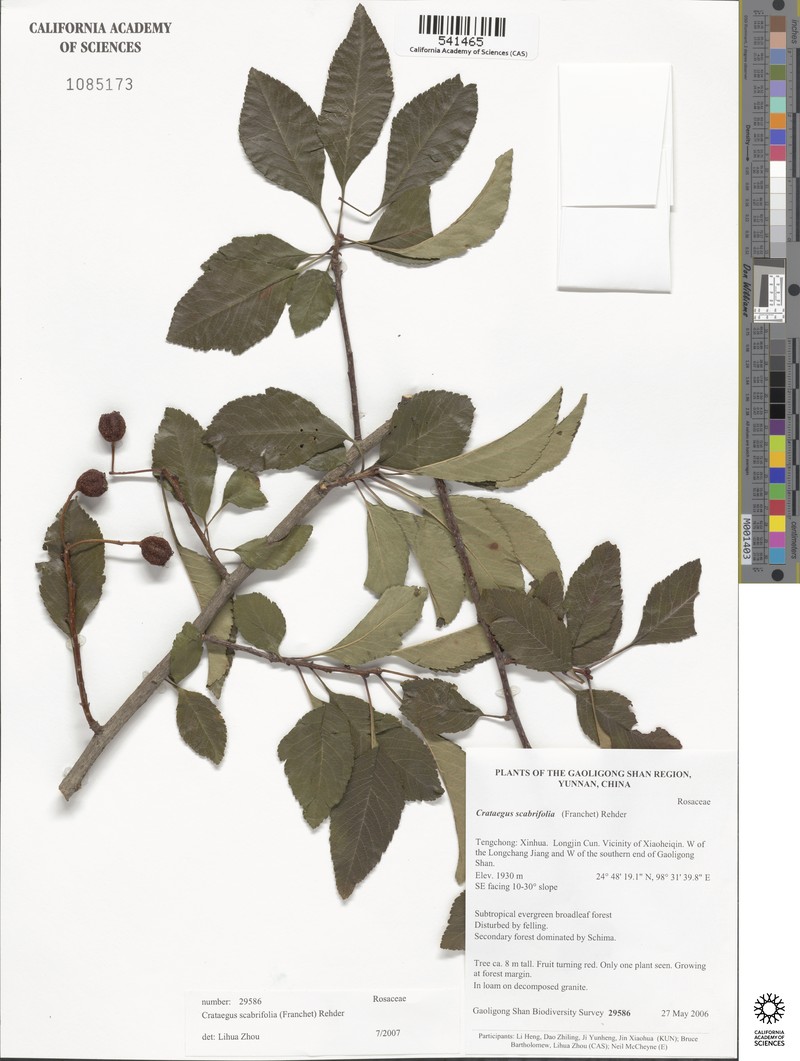 Crataegus scabrifolia photo 5