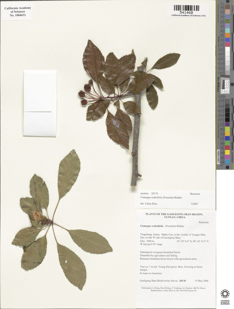 Crataegus scabrifolia photo 6
