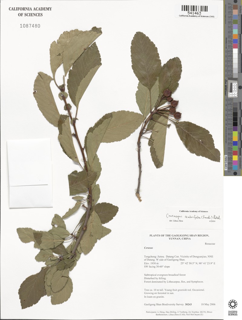 Crataegus scabrifolia photo 7
